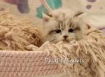 Rocco - Minuet Kitten For Sale - Salyersville&comma; KY&comma; US