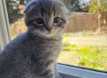 Pig - Scottish Fold Kitten For Sale - Molalla&comma; OR&comma; US