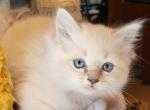 Bailey - Ragdoll Kitten For Sale - Reading&comma; PA&comma; US