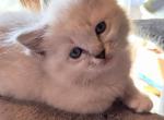 Bubbles - Ragdoll Kitten For Sale - Reading&comma; PA&comma; US