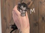 Sinon litter - Maine Coon Kitten For Sale - WA&comma; US