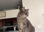 Sage - Domestic Cat For Adoption - Spring Hill&comma; FL&comma; US
