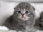 Scottish Fold Female - Scottish Fold Kitten For Sale - 