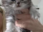 Scottish Fold Female2 - Scottish Fold Kitten For Sale - 