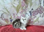 Bonita - British Shorthair Kitten For Sale - New York&comma; NY&comma; US