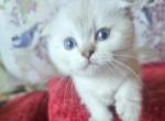 Willow - Scottish Fold Kitten For Sale - New York&comma; NY&comma; US