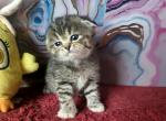 Tulip - Scottish Fold Kitten For Sale - New York&comma; NY&comma; US
