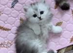 Dasha - British Shorthair Kitten For Sale - Brooklyn&comma; NY&comma; US