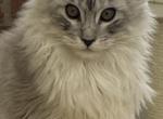 Dalion - Maine Coon Kitten For Sale - Grayslake&comma; IL&comma; US