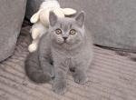 Zevs - British Shorthair Kitten For Sale - Grayslake&comma; IL&comma; US