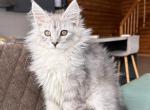 Daelyris - Maine Coon Kitten For Sale - Grayslake&comma; IL&comma; US