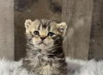 HoneyBear - American Bobtail Kitten For Sale - 