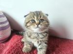 Pretzel - Scottish Fold Kitten For Sale - New York&comma; NY&comma; US