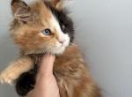 Goldie blue eye calico - Maine Coon Kitten For Sale - St&period; Louis&comma; MO&comma; US