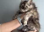 Gwen poly silver torti - Maine Coon Kitten For Sale - St&period; Louis&comma; MO&comma; US