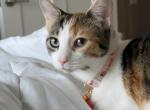 Chanel - American Shorthair Kitten For Sale - IL&comma; US