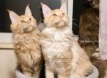 Litter L Also listed individually - Maine Coon Kitten For Sale - Longmont&comma; CO&comma; US