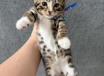 Bengal kittens - Bengal Kitten For Sale - Naperville&comma; IL&comma; US