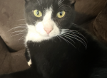 Sully - Domestic Cat For Adoption - Fred&comma; VA&comma; US