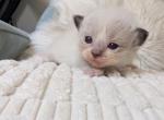 Hope's first litter - Ragdoll Kitten For Sale - Dunnellon&comma; FL&comma; US