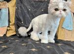 Adiiyah - Persian Kitten For Sale - Joplin&comma; MO&comma; US