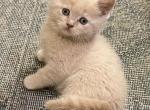 Jake Scottish Straight Kitten - Scottish Straight Kitten For Sale - Springdale&comma; AR&comma; US