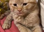 Orange - British Shorthair Kitten For Sale - Springdale&comma; AR&comma; US