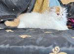 Red and white boy - Persian Kitten For Sale - Joplin&comma; MO&comma; US