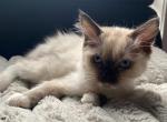 Tot - Ragdoll Kitten For Adoption - Earlimart&comma; CA&comma; US