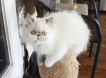 Persian Jewel 1 - Himalayan Kitten For Sale - Orlando&comma; FL&comma; US