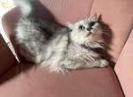 Dutchess - Ragamuffin Cat For Sale - New Smyrna&comma; FL&comma; US