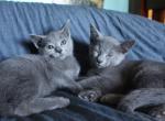 Russian Blue Kittens - Russian Blue Kitten For Sale - Charlotte&comma; NC&comma; US