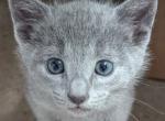 Russian Blue Kittens - Russian Blue Kitten For Sale - Charlotte&comma; NC&comma; US