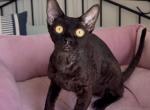 Gloria - Devon Rex Kitten For Sale - Hollywood&comma; FL&comma; US