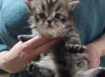 Zeus - Persian Kitten For Sale - Brooklyn&comma; NY&comma; US