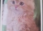 Gorgeous kittens - Persian Kitten For Sale