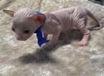 Smudge Biscuit - Sphynx Kitten For Sale - Pompano Beach&comma; FL&comma; US
