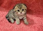 Mia2 - Scottish Fold Kitten For Sale - 