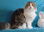 Duma - Scottish Fold Kitten For Sale - Warwick&comma; NY&comma; US