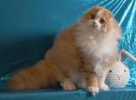 Dante Flame - Scottish Fold Kitten For Sale - 