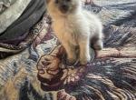 Ragdoll lynx tail 2 - Ragdoll Kitten For Sale - Louisville&comma; KY&comma; US