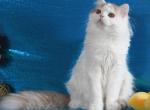 Charm - Scottish Straight Kitten For Sale - Warwick&comma; NY&comma; US