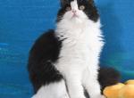 Everett - Scottish Straight Kitten For Sale - Warwick&comma; NY&comma; US