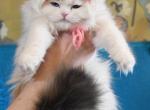 Ezra - Scottish Fold Kitten For Sale - Warwick&comma; NY&comma; US