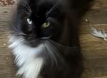 Polly - Maine Coon Cat For Sale - Chouteau&comma; OK&comma; US