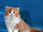 Fantastica - Scottish Straight Kitten For Sale - Warwick&comma; NY&comma; US
