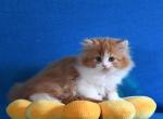 Fantastica - Scottish Straight Kitten For Sale - Warwick&comma; NY&comma; US