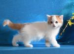 Fenix - Scottish Fold Kitten For Sale - Warwick&comma; NY&comma; US