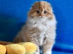 Figaro - Scottish Fold Kitten For Sale - Warwick&comma; NY&comma; US