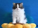 Giovanni - Scottish Straight Kitten For Sale - Warwick&comma; NY&comma; US